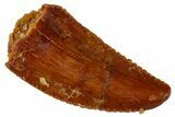Serrated, Raptor Tooth - Real Dinosaur Tooth #285189-1